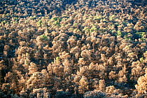 Scorched Mediterranean pine (Pinus halepensis) forest after forest fire, Corinth Prefecture, Peloponnese, Greece, September 6, 2007. This was the largest forest fire in Greece recorded. It destroyed 2...