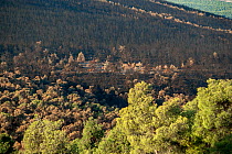 Scorched Mediterranean pine (Pinus halepensis) forest after forest fire, Corinth Prefecture, Peloponnese, Greece, September 6, 2007. This was the largest forest fire in Greece recorded. It destroyed 2...