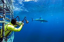 Underwater photographer Douglas David Seifert in a yellow wetsuit photographing from a shark cage a Great white shark (Carcharodon carcharias) Guadalupe Island or Isla Guadalupe, Pacific Ocean, Mexico...
