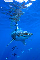 Great white shark (Carcharodon carcharias) Guadalupe Island or Isla Guadalupe, Pacific Ocean, Mexico, September. Vulnerable species.