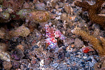 Harlequin shrimp (Hymenocera elegans) rare colour variation Lembeh Strait, North Sulawesi, Indonesia.
