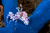 Harlequin shrimp (Hymenocera elegans) with its prey Blue Starfish (Linckia laevigata) Lembeh Strait, North Sulawesi, Indonesia.