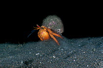 Spotted hermit crab (Dardanus megistos) running at night and stirring up sand. Lembeh Strait, North Sulawesi, Indonesia.