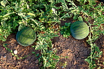 Watermelon (Citrullus lanatus)  Evia Island, Greece, July.