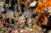 Spiny tiger shrimp (Phyllognathia ceratophthalmus) pair. Lembeh Strait, North Sulawesi, Indonesia.