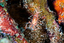 Spiny tiger shrimp (Phyllognathia ceratophthalmus) Lembeh Strait, North Sulawesi, Indonesia.