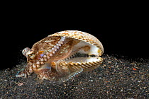 Margined octopus (Amphioctopus marginatus) burying its home, a bivalve shell, under the sand for added protection. Lembeh Strait, North Sulawesi, Indonesia.
