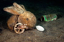 Margined octopus (Amphioctopus marginatus) young octopus seeking shelter among litter on the ocean floor. Octopus is inside a plastic cup and is dragging a bivalve shell with its arm so as to put a li...