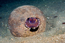 Margined octopus (Amphioctopus marginatus) seeking shelter inside a discarded coconut shell. Lembeh Strait, North Sulawesi, Indonesia.