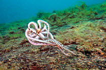 Mimic octopus (Thaumoctopus mimicus) swimming away after being disturbed, Lembeh Strait, North Sulawesi, Indonesia.