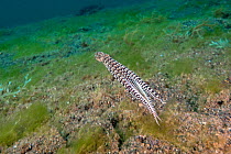 Mimic octopus (Thaumoctopus mimicus) jetting (swimming) away. Lembeh Strait, North Sulawesi, Indonesia.