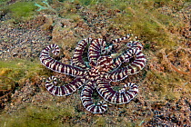 Mimic octopus (Thaumoctopus mimicus) displaying while moving over its habitat, Lembeh Strait, North Sulawesi, Indonesia.