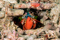 Peacock mantis shrimp (Odontodactylus scyllarus) carrying its egg mass at the entrance of its burrow. Lembeh Strait, North Sulawesi, Indonesia.