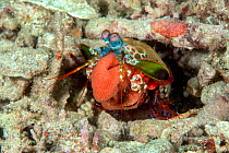 Peacock mantis shrimp (Odontodactylus scyllarus) carrying its egg mass at the entrance of its burrow. Lembeh Strait, North Sulawesi, Indonesia.