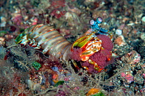 Peacock mantis shrimp (Odontodactylus scyllarus) carrying its egg mass. Lembeh Strait, North Sulawesi, Indonesia.