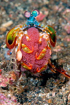 Peacock mantis shrimp (Odontodactylus scyllarus) carrying its egg mass. Notice one eye looking forwards and the other looking backwards. Lembeh Strait, North Sulawesi, Indonesia.