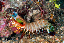 Peacock mantis shrimp (Odontodactylus scyllarus) carrying its egg mass. Lembeh Strait, North Sulawesi, Indonesia.