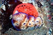 Chromodorid nudibranch (Risbecia tryoni) laying a red egg ribbon, Lembeh Strait, North Sulawesi, Indonesia.