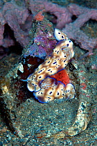 Chromodorid nudibranch (Risbecia tryoni) laying a red egg ribbon, Lembeh Strait, North Sulawesi, Indonesia.