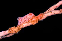 Dorid nudibranch (Rostanga sp) laying its egg ribbon, camouflaged on a pink sponge. Lembeh Strait, North Sulawesi, Indonesia.