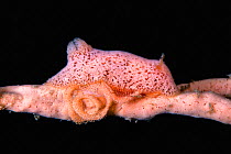 Dorid nudibranch (Rostanga sp) laying its egg ribbon, camouflaged on a pink sponge. Lembeh Strait, North Sulawesi, Indonesia.
