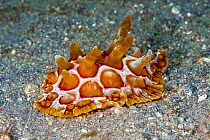 Side-gilled slug (Pleurobranchus mammalatus) Lembeh Strait, North Sulawesi, Indonesia.