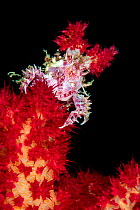 Soft coral crab (Hoplophrys oatesii) camouflaged on Red Soft Coral (Dendronephthya sp.) Lembeh Strait, North Sulawesi, Indonesia.