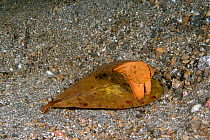 Orbicular batfish (Platax orbicularis) leaf-like juvenile camouflaged on leaf, Lembeh Strait, North Sulawesi, Indonesia.