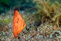 Orbicular batfish (Platax orbicularis) leaf-like juvenile. Lembeh Strait, North Sulawesi, Indonesia.