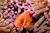Pink anemonefish (Amphiprion perideraion) in the host anemone (Heteractis magnifica). Malaysia, South China Sea.