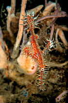 Harlequin ghost pipefish (Solenostomus paradoxus) female with eggs in the brood pouch. Lembeh Strait, North Sulawesi, Indonesia.
