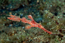 Roughsnout ghost pipefish (Solenostomus paegnius) red male. Lembeh Strait, North Sulawesi, Indonesia.