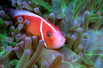 Pink anemonefish or Pink skunk clownfish (Amphiprion perideraion) in host anemone (Heteractis magnifica); with parasitic Tongue-Biter Cymathoid Isopod (Cymothoa exigua). Lembeh Strait, North Sulawesi,...
