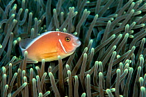 Pink clownfish (Amphiprion perideraion) in host anemone (Heteractis crispa). Lembeh Strait, North Sulawesi, Indonesia.
