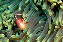 Pink clownfish (Amphiprion perideraion) in host anemone (Heteractis crispa). Lembeh Strait, North Sulawesi, Indonesia.