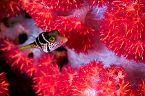 Black saddled toby (Canthigaster valentini) hiding among the branches of a Red Soft Coral Tree (Dendronephthya sp.), Lembeh Strait, North Sulawesi, Indonesia.