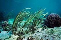 Sea grass / turtle grass (Enhalus acoroides) Lembeh Strait, Sulawesi, Indonesia.