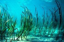 Sea grass / turtle grass (Enhalus acoroides) Lembeh Strait, Sulawesi, Indonesia.