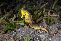 Estuary seahorse (Hippocampus kuda) adult female, Lembeh Strait, North Sulawesi, Indonesia.