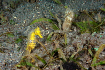 Estuary seahorse (Hippocampus kuda) mating pair. Yellow (female) and brownish (male) Lembeh Strait, North Sulawesi, Indonesia.