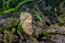 Estuary seahorse (Hippocampus kuda) adult male, with brood pouch. Lembeh Strait, North Sulawesi, Indonesia.