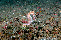 Longspine seahorse (Hippocampus histrix) Lembeh Strait, North Sulawesi, Indonesia.