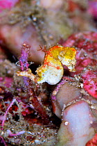 Pontoh's pygmy seahorse (Hippocampus pontohi) Lembeh Strait, North Sulawesi, Indonesia.