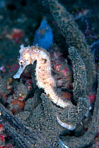 Longspine seahorse (Hippocampus histrix) with its tail wrapped around a sponge. Lembeh Strait, North Sulawesi, Indonesia.