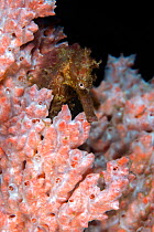 Estuary seahorse (Hippocampus kuda) in orange sponge. Lembeh Strait, North Sulawesi, Indonesia.