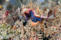 Severn's pygmy seahorse (Hippocampus severnsi) Lembeh Strait, North Sulawesi, Indonesia.
