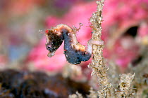 Severn's pygmy seahorse (Hippocampus severnsi) Lembeh Strait, North Sulawesi, Indonesia.