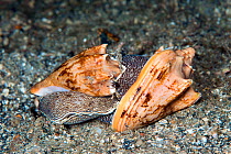 Bat volute predatory sea snails (Cymbiola vespertilio) mating, Lembeh Strait, North Sulawesi, Indonesia.