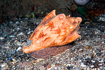 Bat volute predatory sea snail (Cymbiola vespertilio)  Lembeh Strait, North Sulawesi, Indonesia.