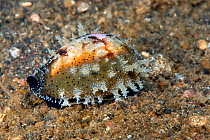 Carnellian cowrie (Lyncina carneola) Lembeh Strait, North Sulawesi, Indonesia.